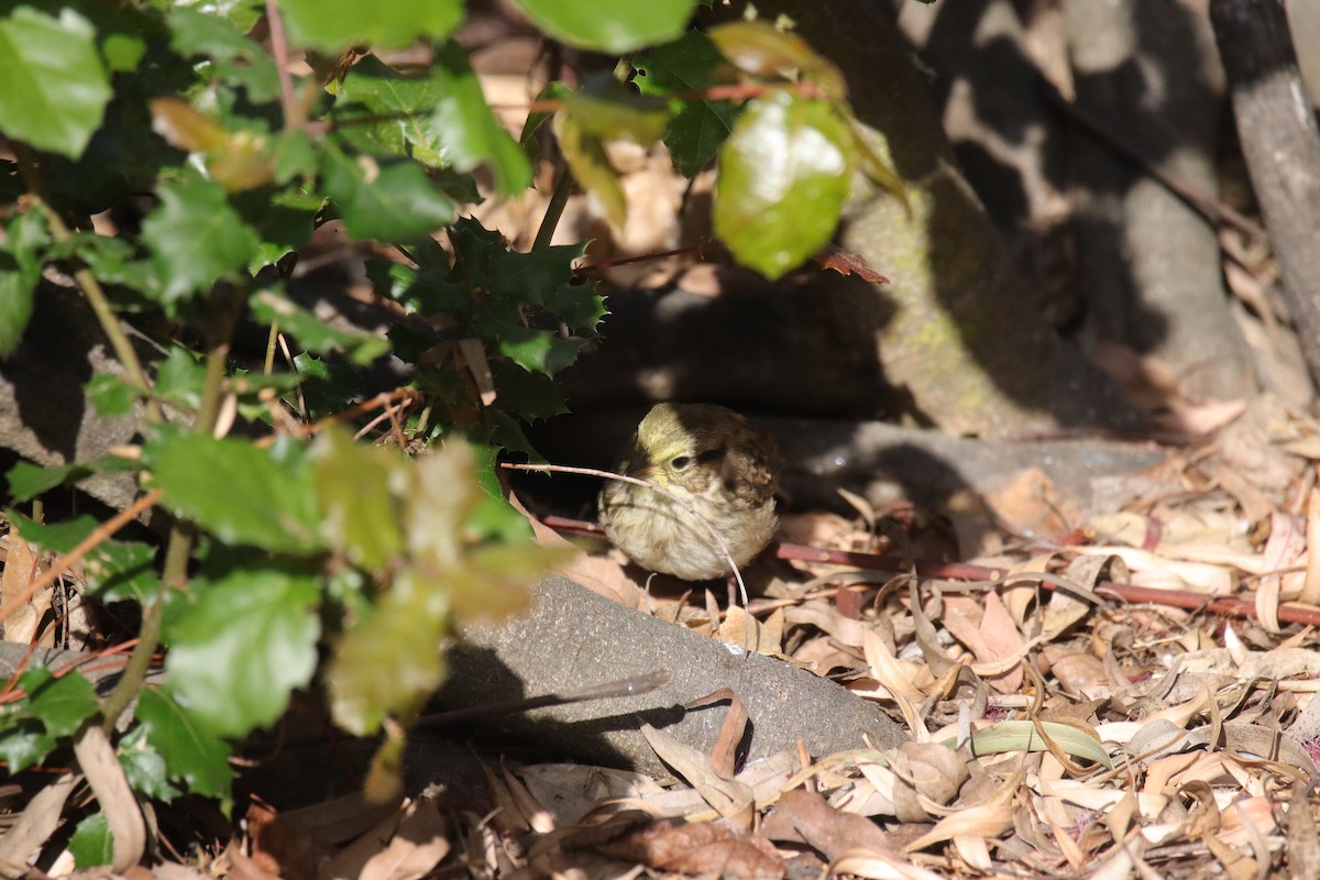 Passerellidae sp. (sparrow sp.) - ML618502504
