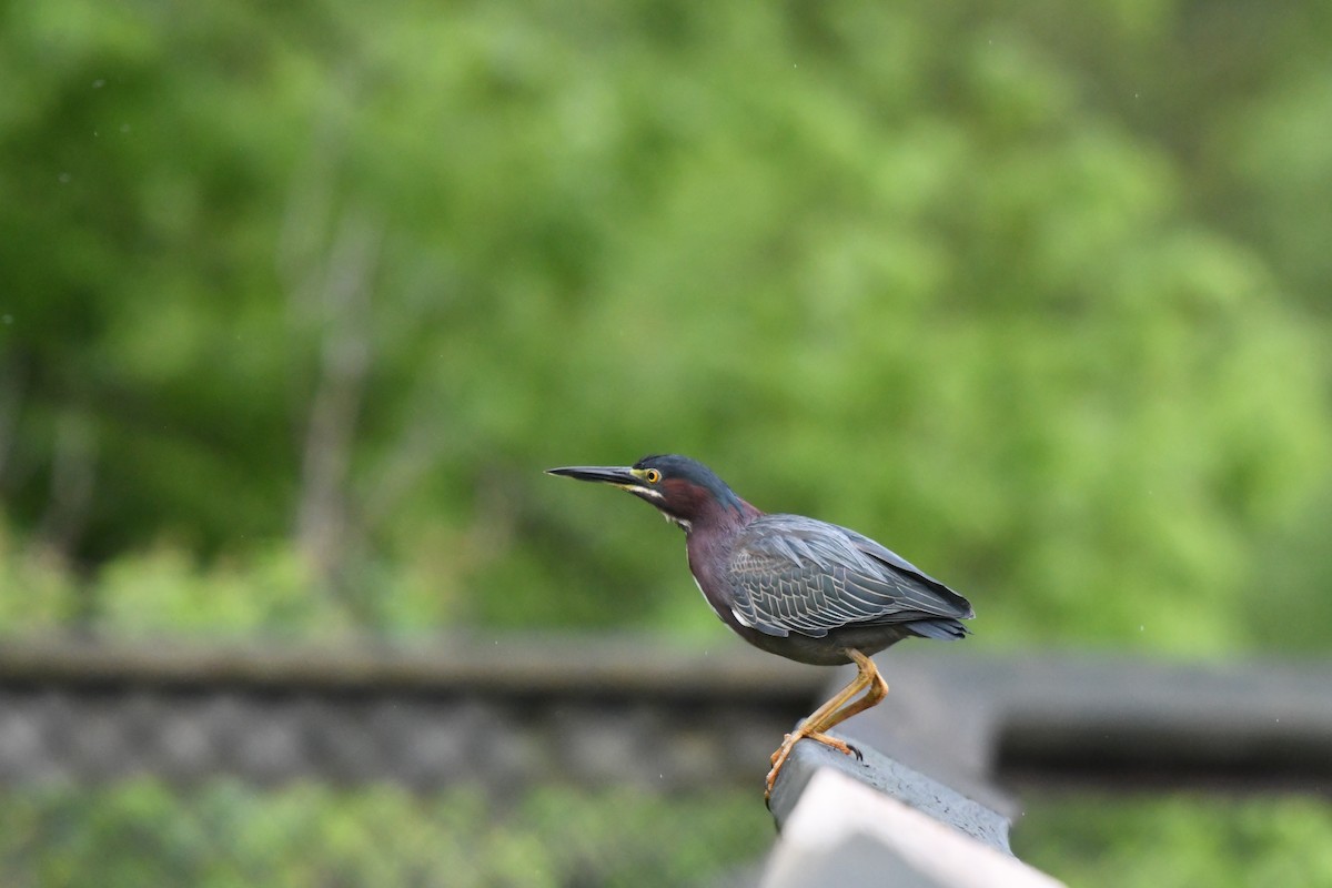 Green Heron - Nick Schaefer