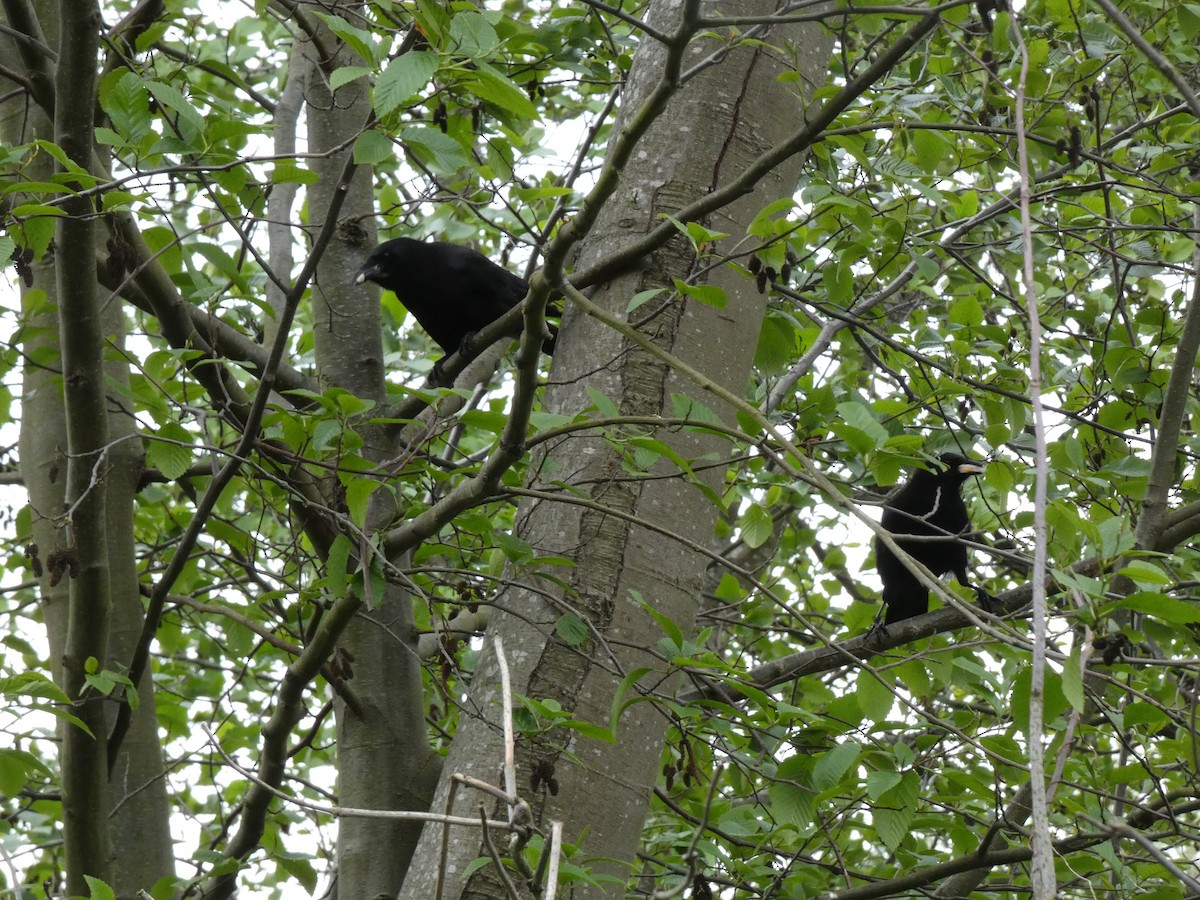 American Crow - Stephanie Delaney