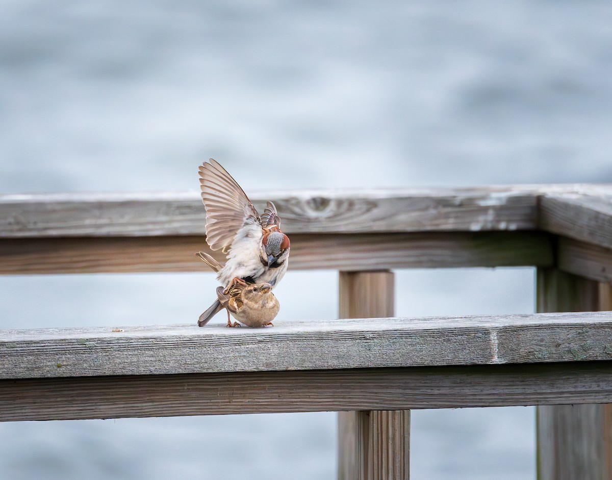 House Sparrow - Juan Melli