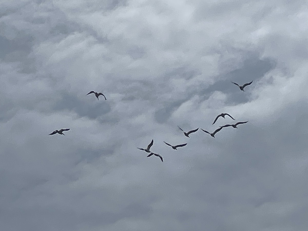 American White Pelican - ML618502565