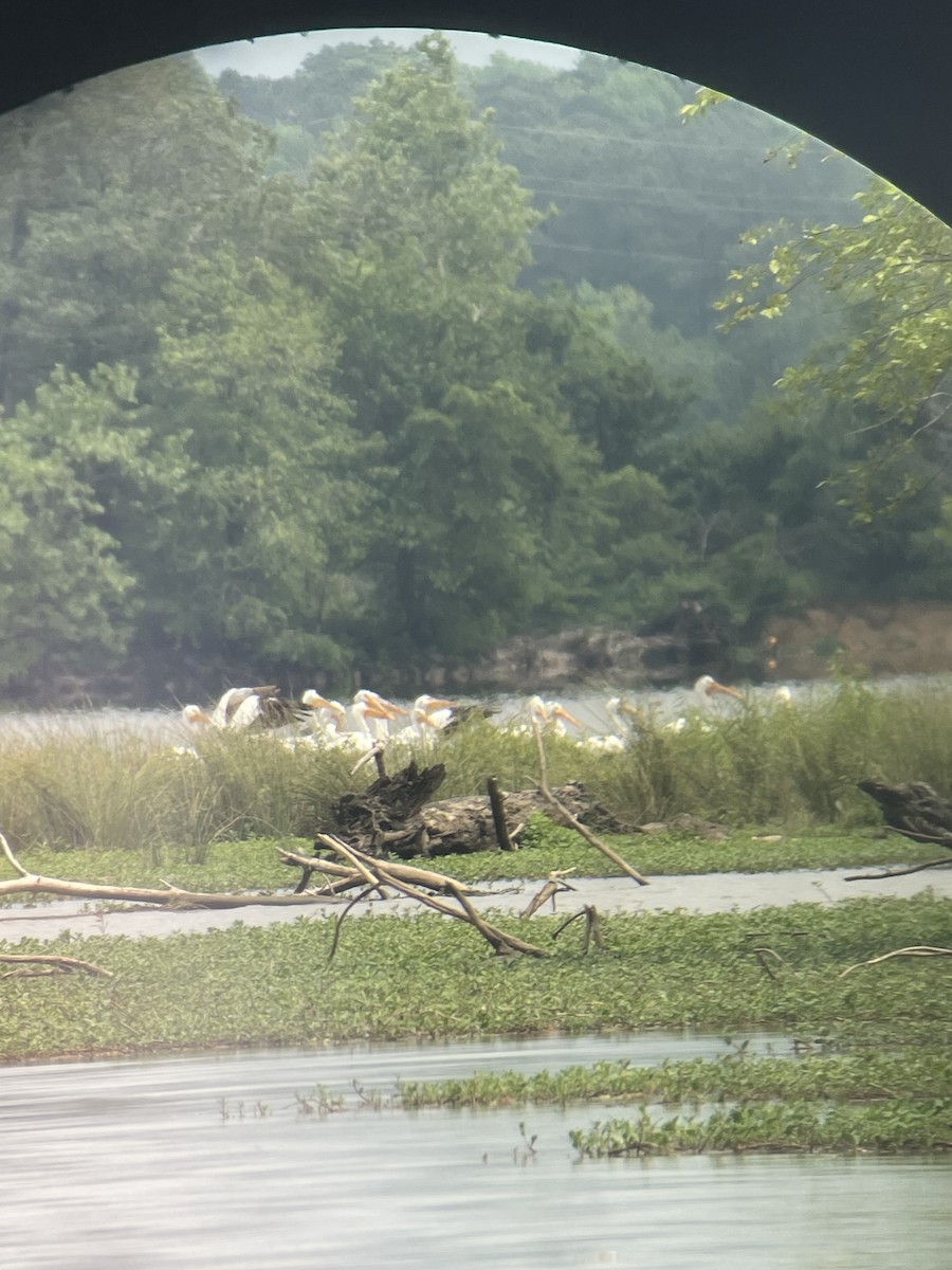 American White Pelican - Daniel H.