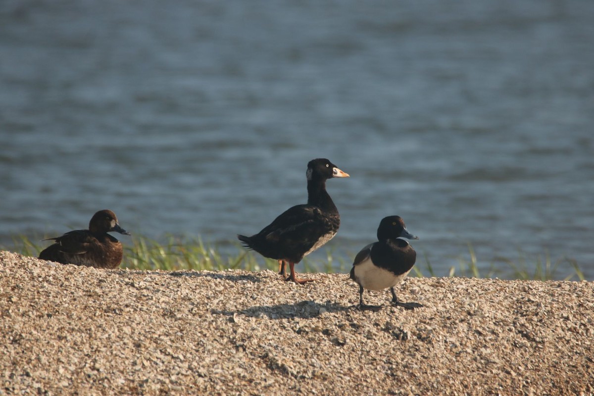 Surf Scoter - ML618502579