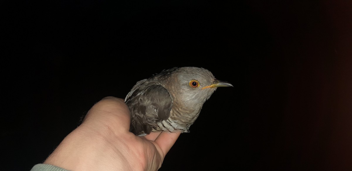 Common Cuckoo - ML618502619