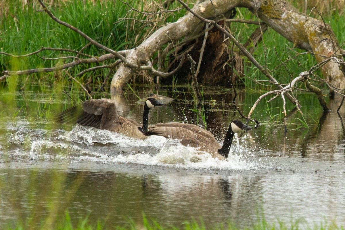 Canada Goose - Nathan McCarty