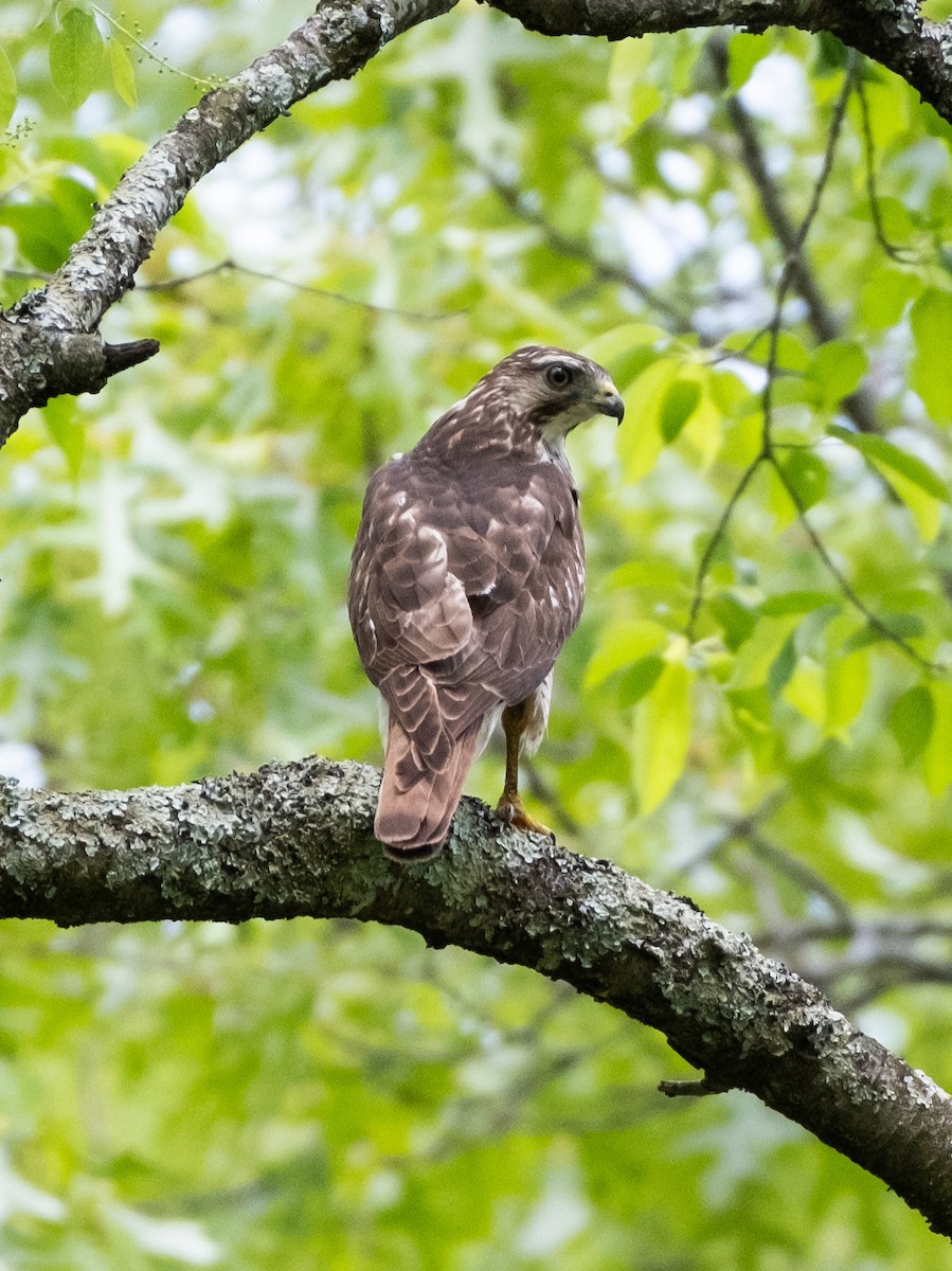Broad-winged Hawk - ML618502674