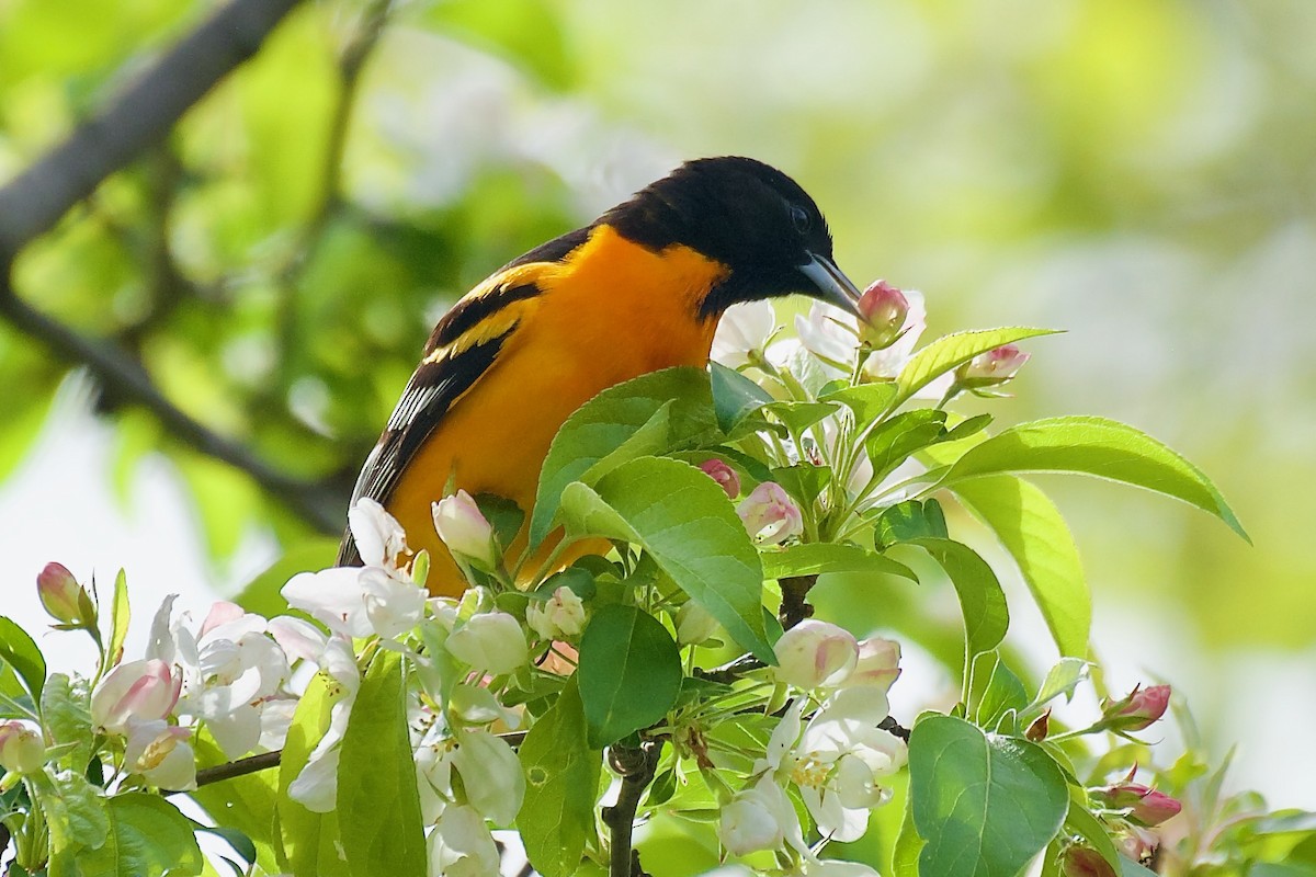 Baltimore Oriole - Ben Schmandt