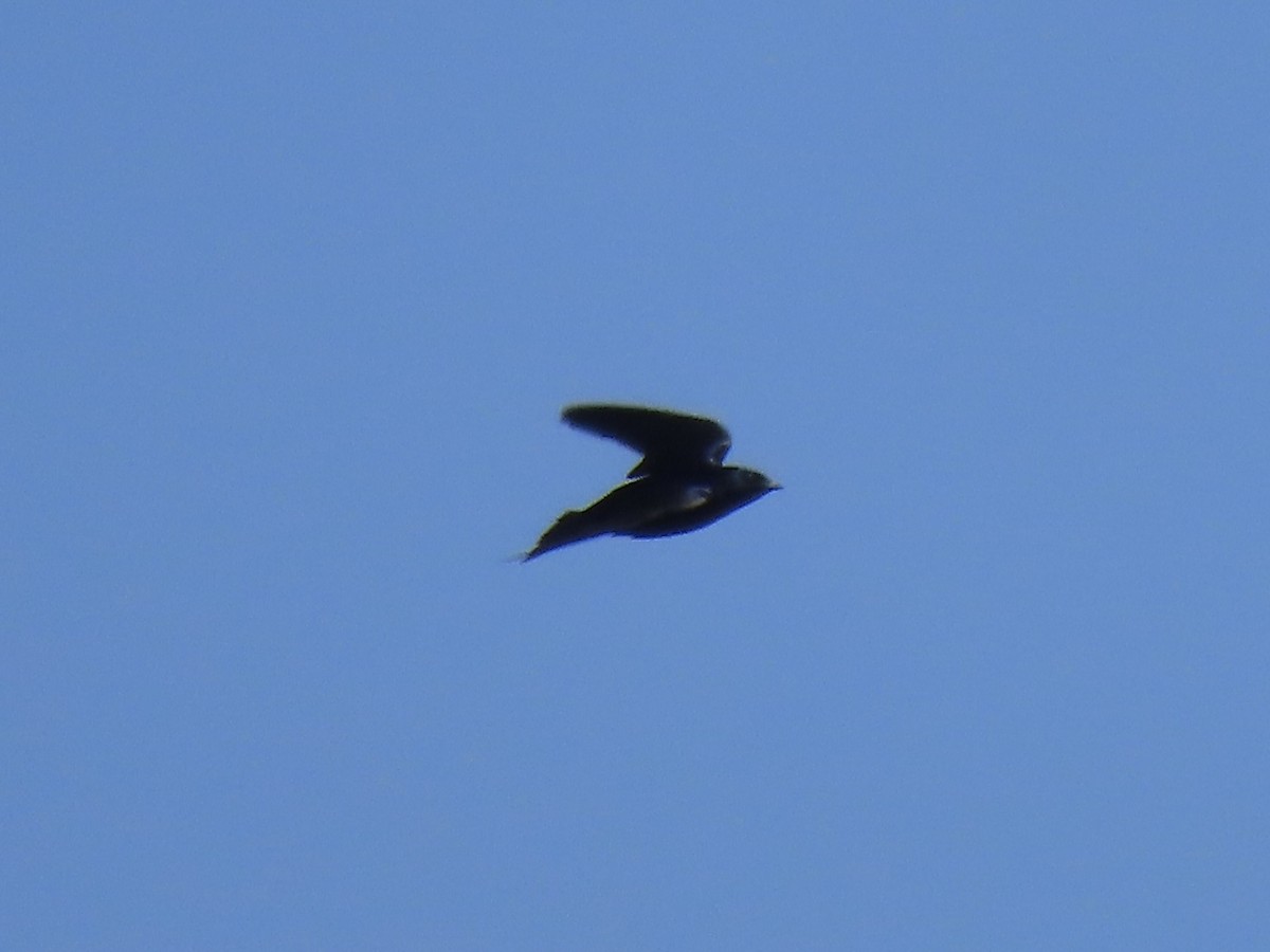 Purple Martin - ML618502684