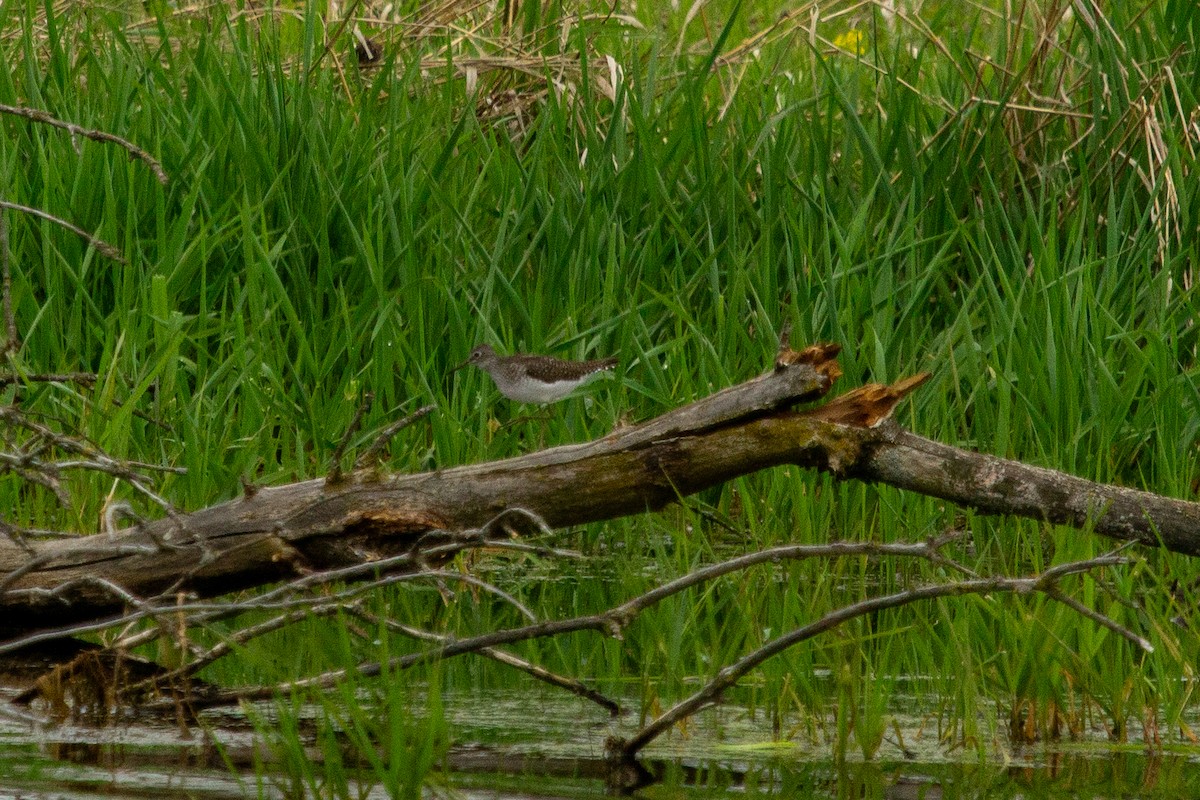 Solitary Sandpiper - Nathan McCarty