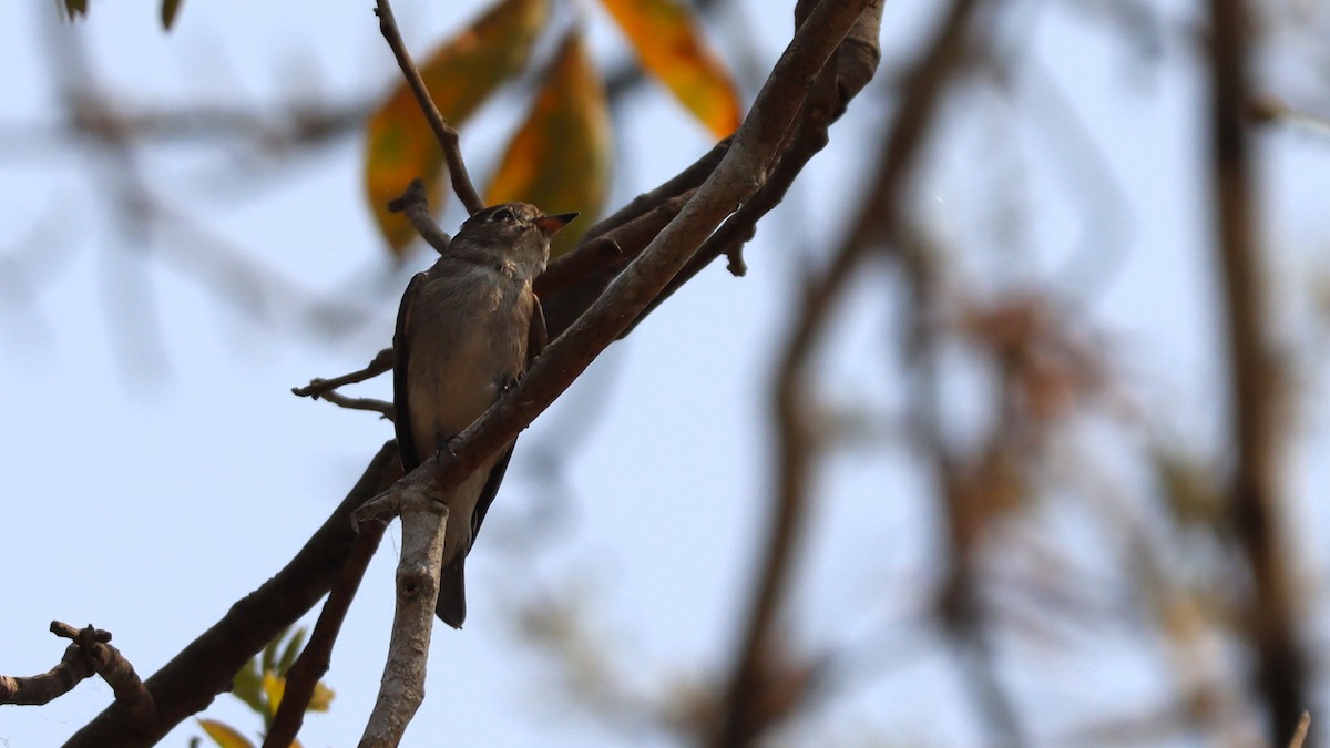 Asian Brown Flycatcher - ML618502693