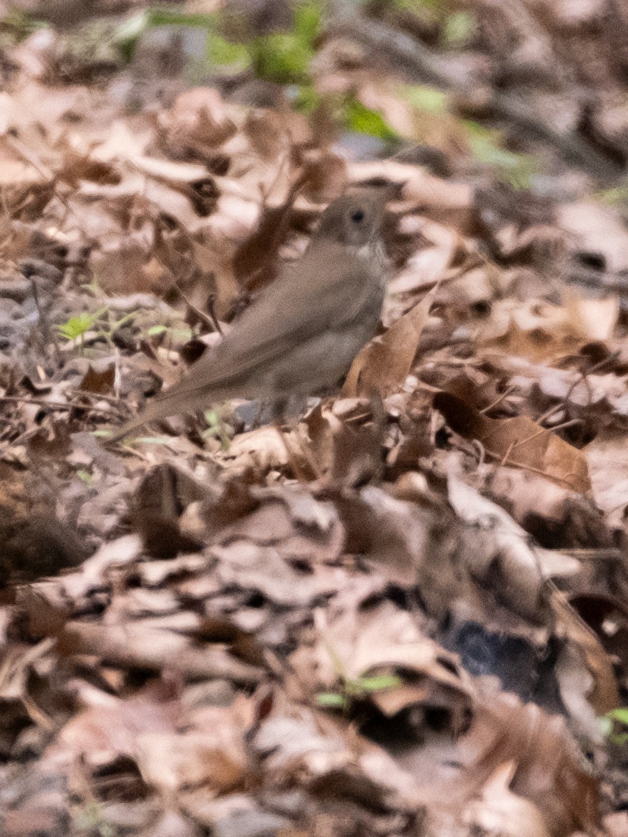 Gray-cheeked Thrush - ML618502703