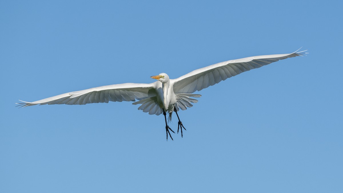 Great Egret - Keith Kennedy