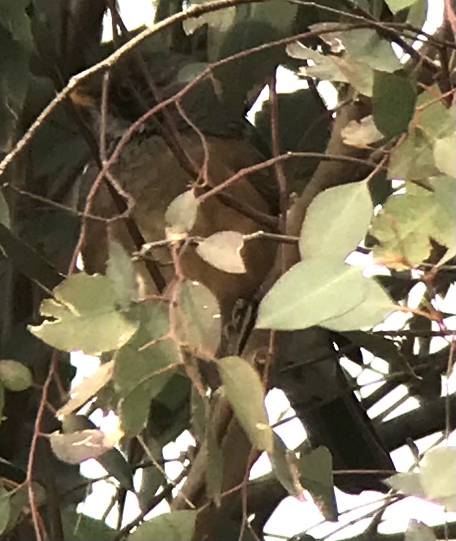 Rufous-backed Robin - ML618502743