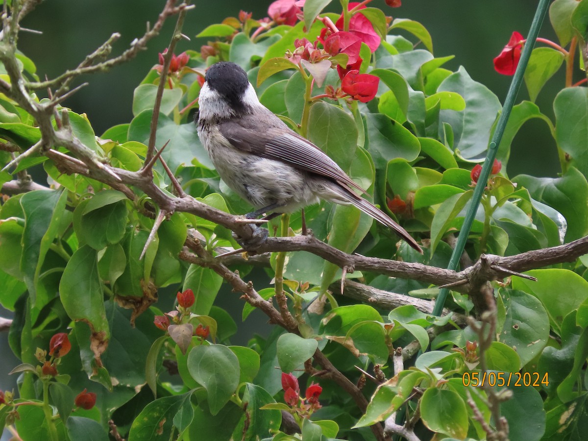 Carolina Chickadee - Susan Leake