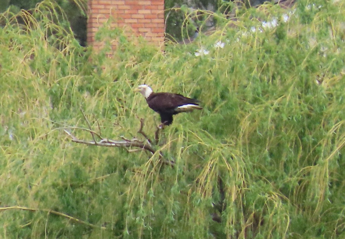 Weißkopf-Seeadler - ML618502763