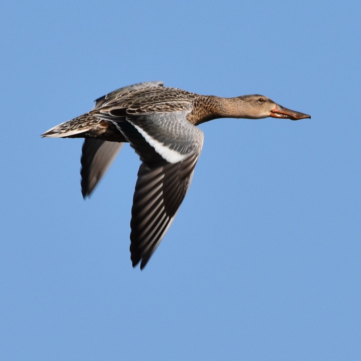 Northern Shoveler - Laura  Wolf