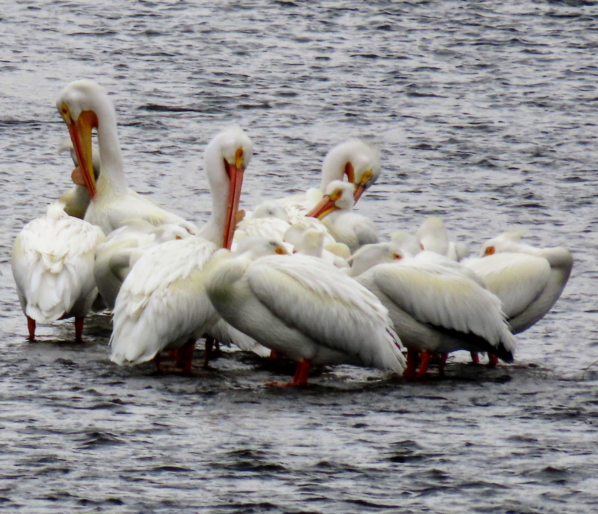 American White Pelican - ML618502837