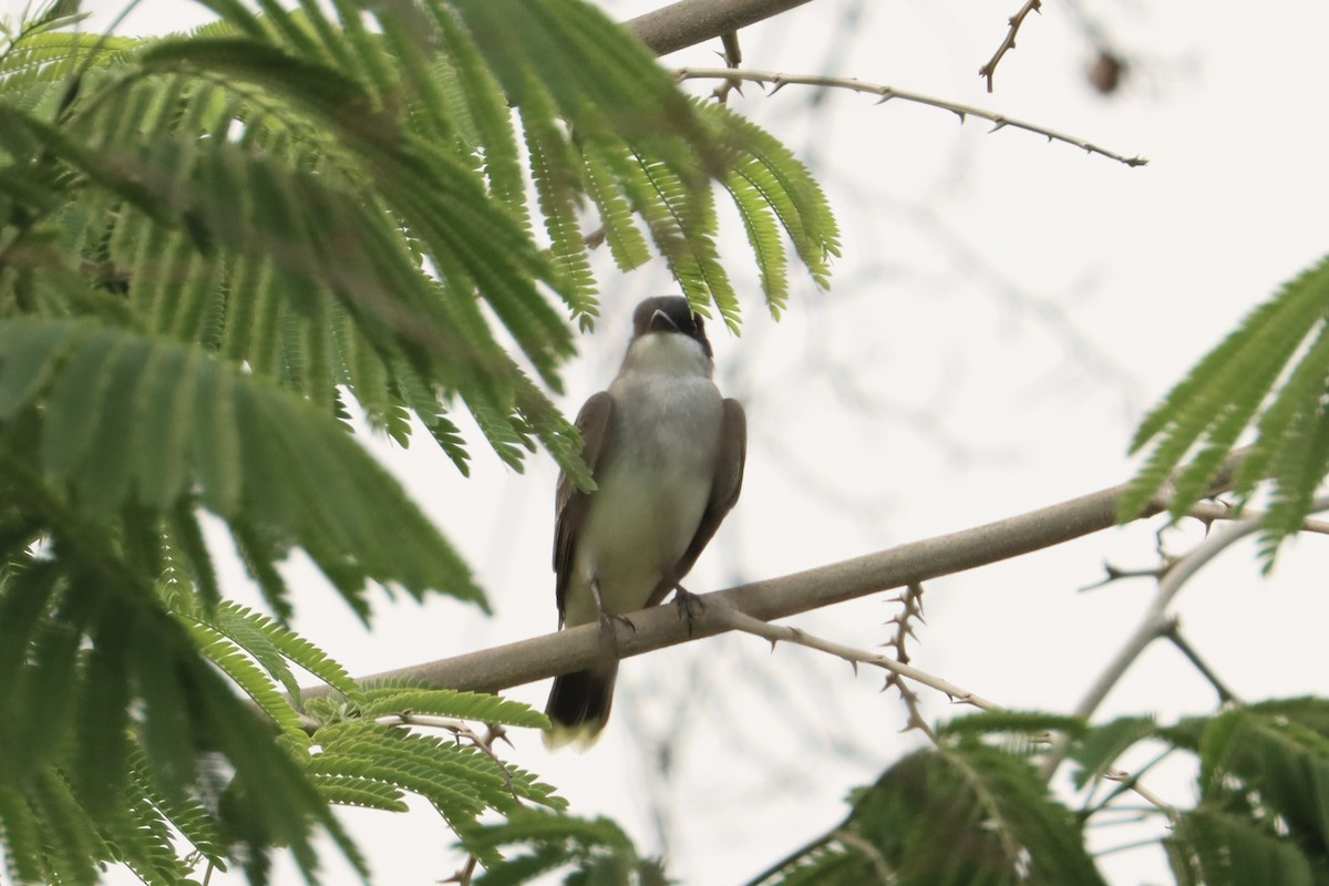 Eastern Kingbird - ML618502841