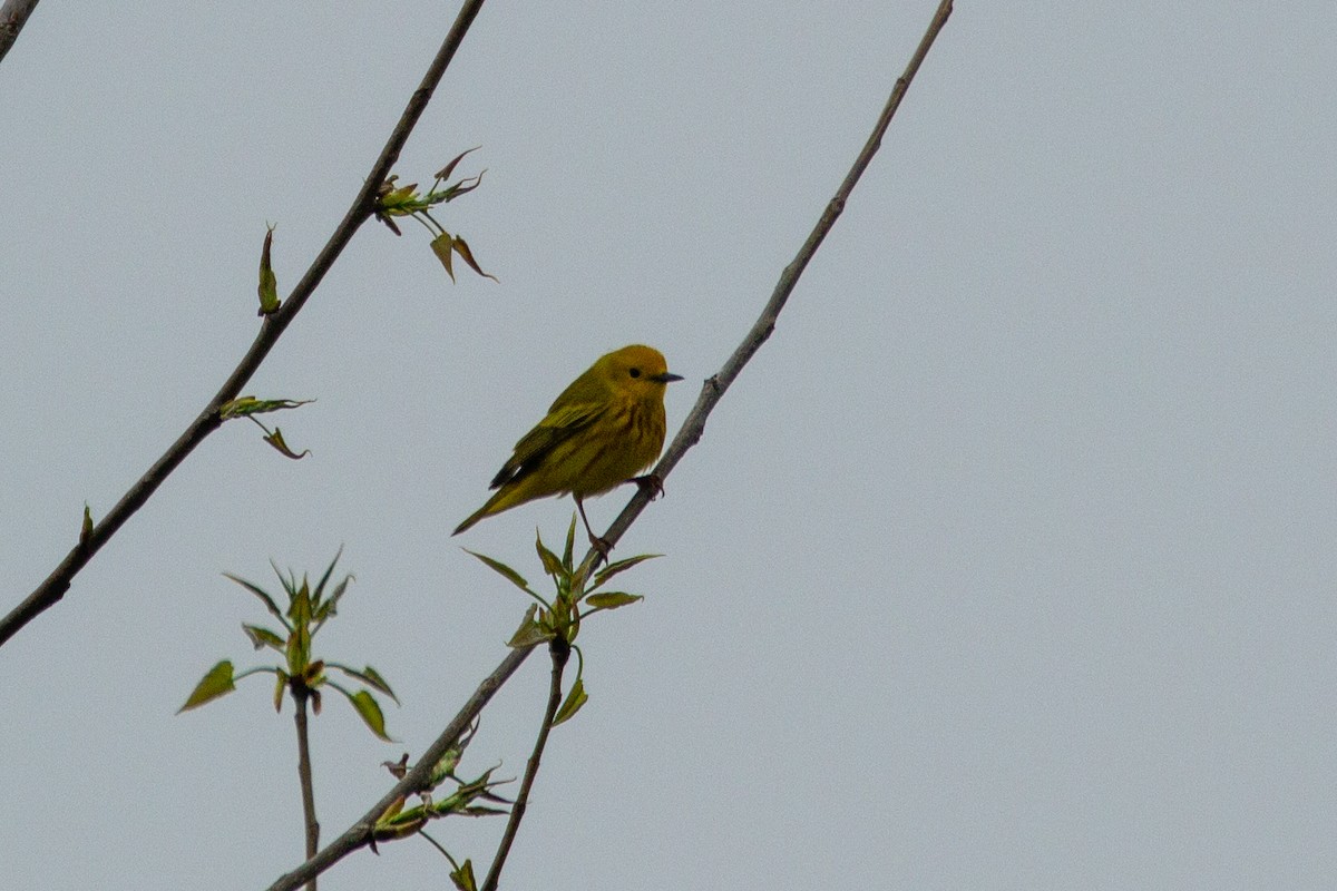 Yellow Warbler - Nathan McCarty