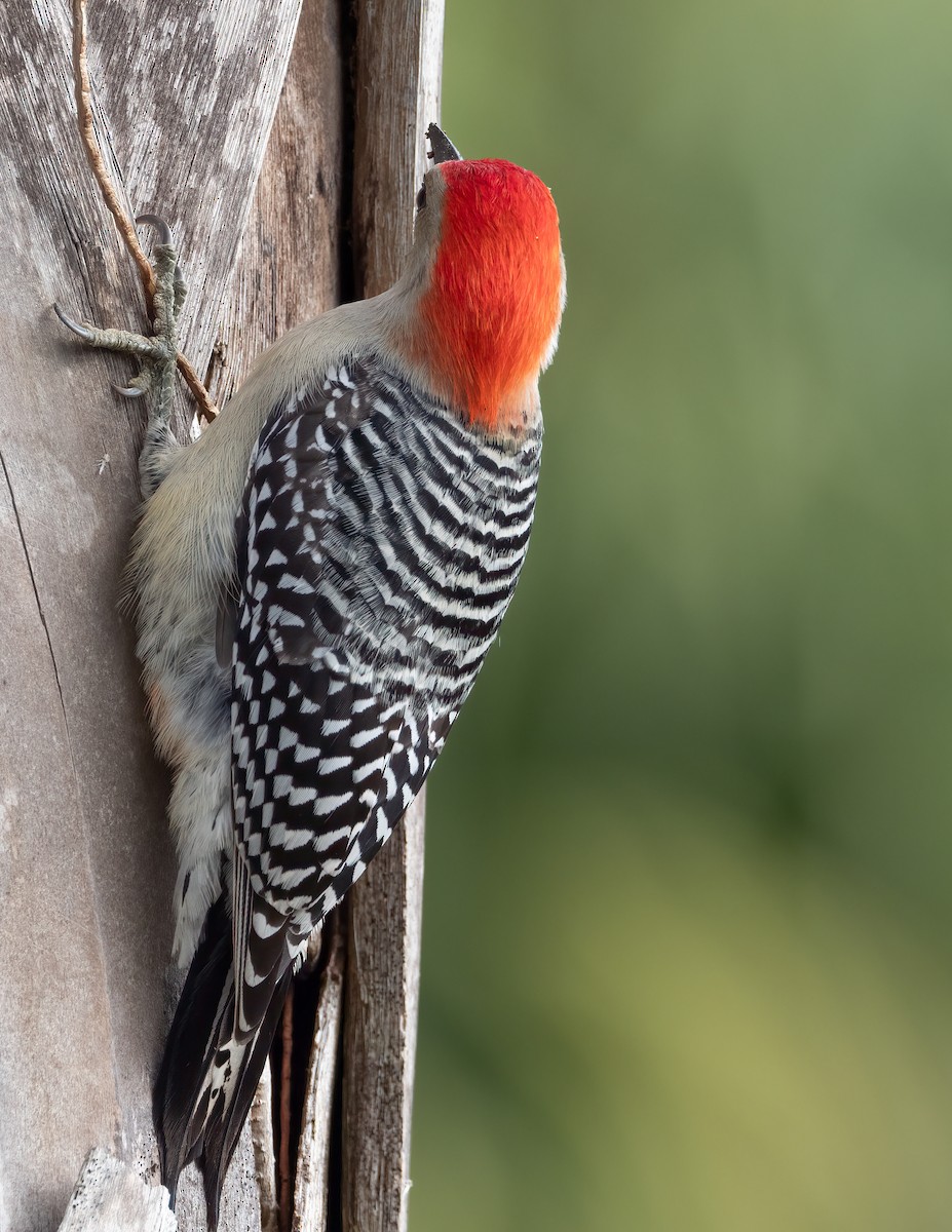 Red-bellied Woodpecker - ML618502884