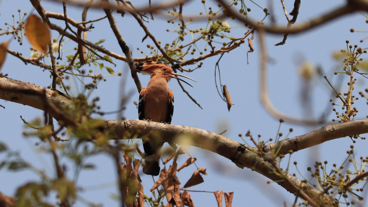 Eurasian Hoopoe - ML618502906