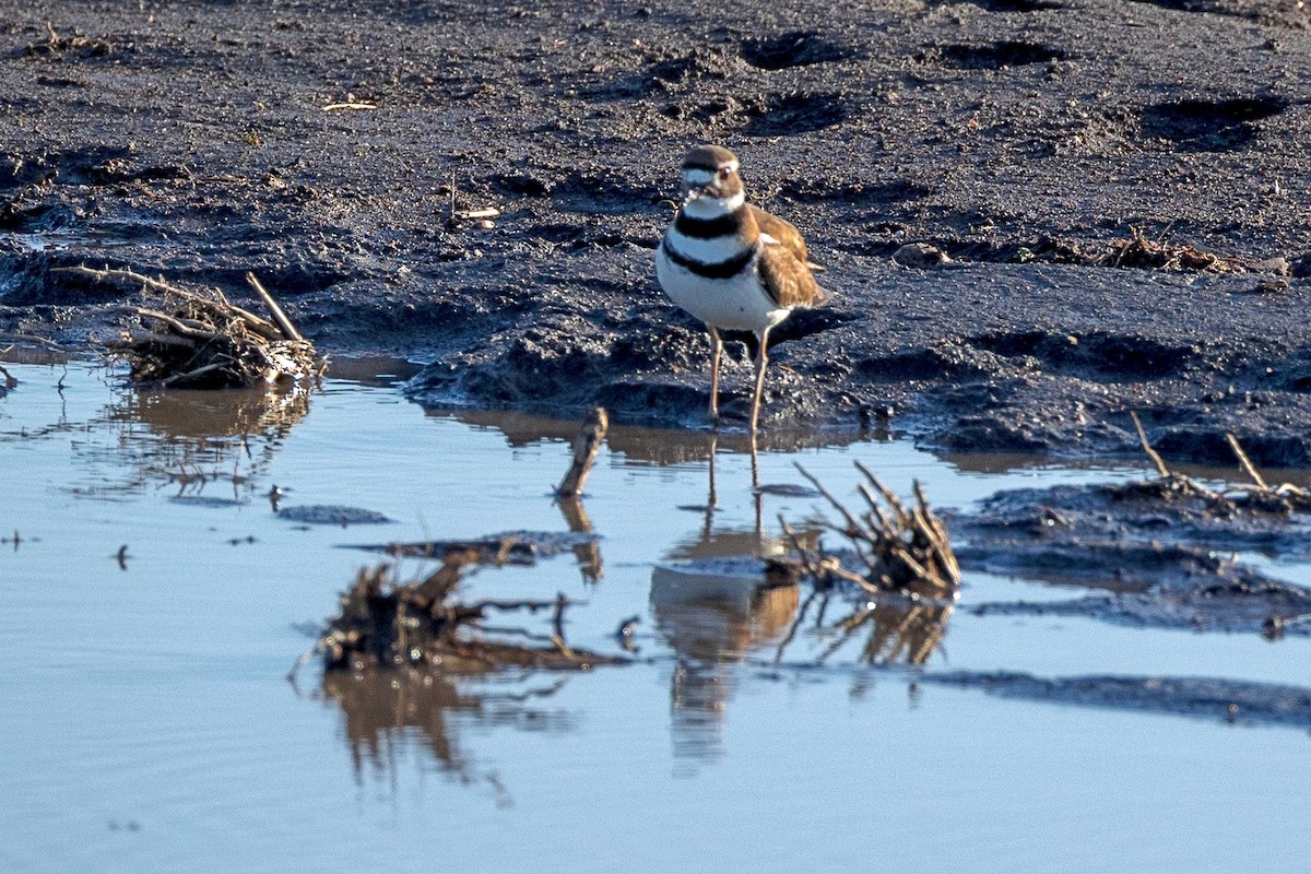 Killdeer - Rita Flohr