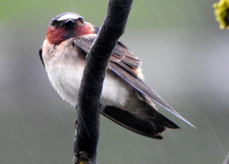 Cliff Swallow - ML618502930