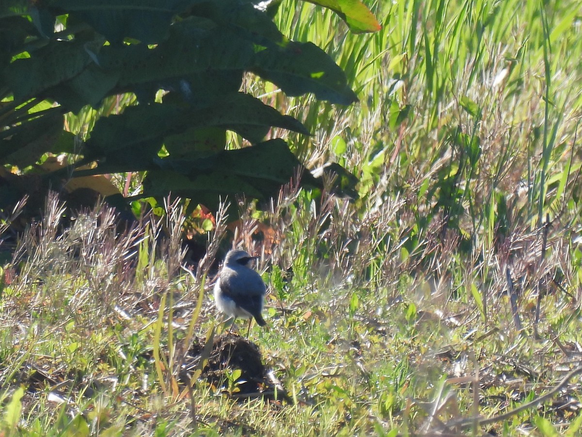 Northern Wheatear - ML618502931