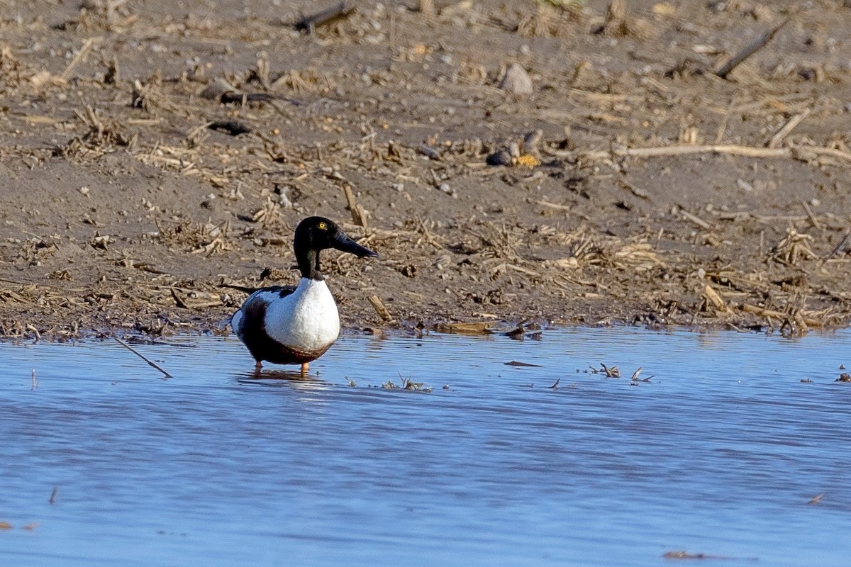 Northern Shoveler - ML618502944