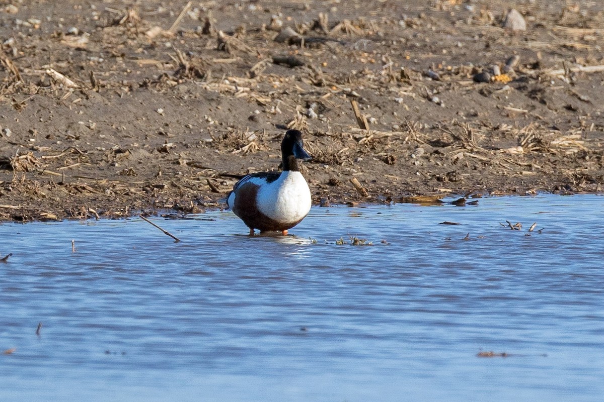 Northern Shoveler - ML618502945