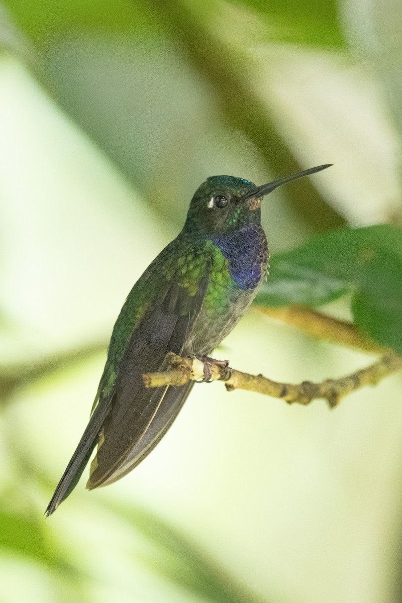 kolibřík naposký - ML618502947