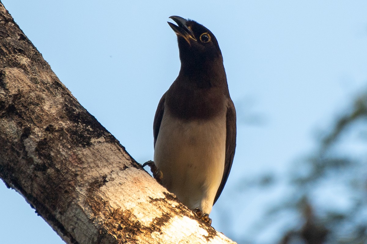 Brown Jay - ML618502948