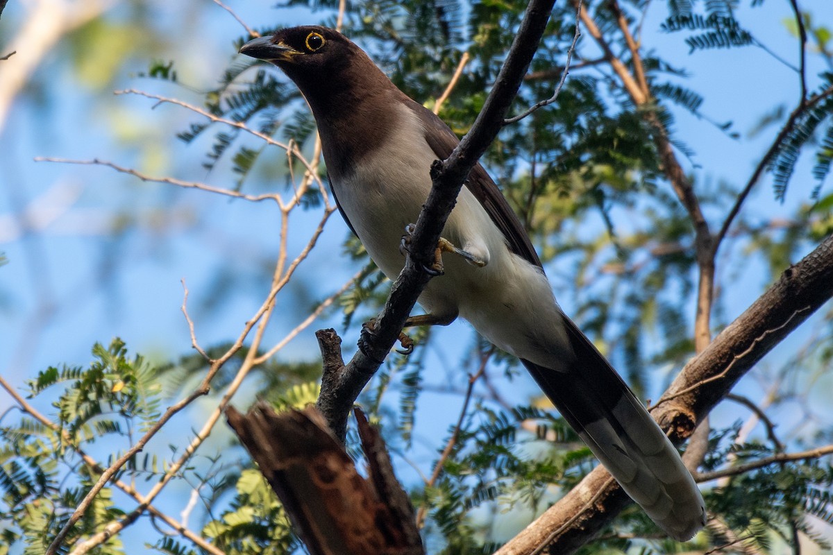 Brown Jay - Bill Tollefson