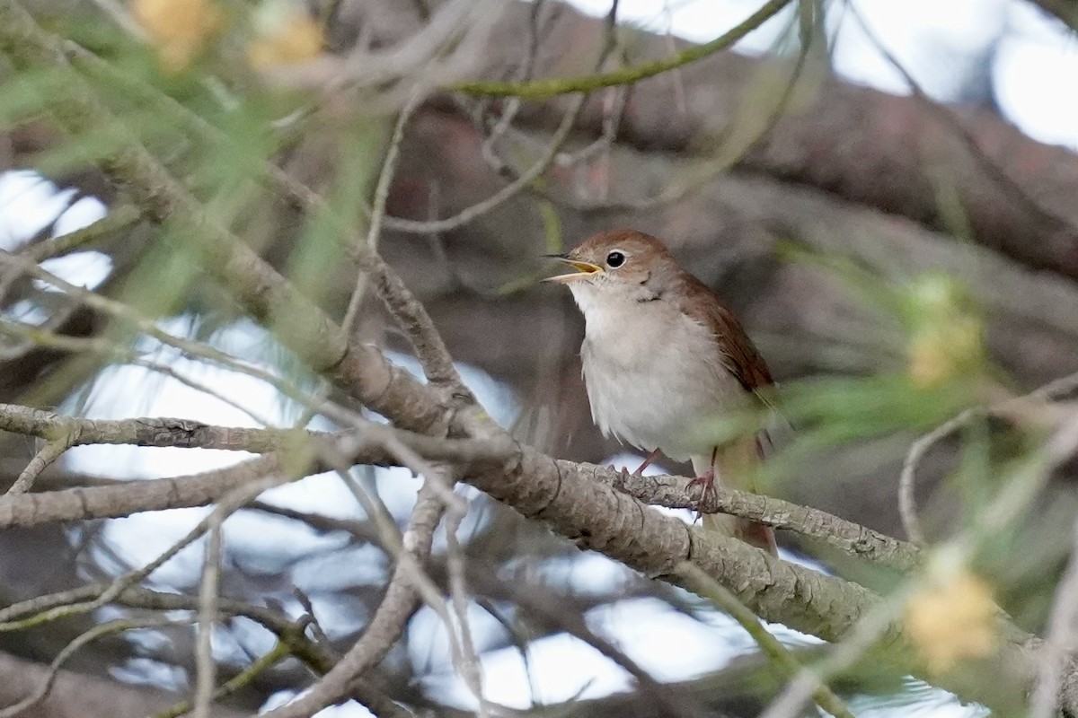 Common Nightingale - Daniel Winzeler