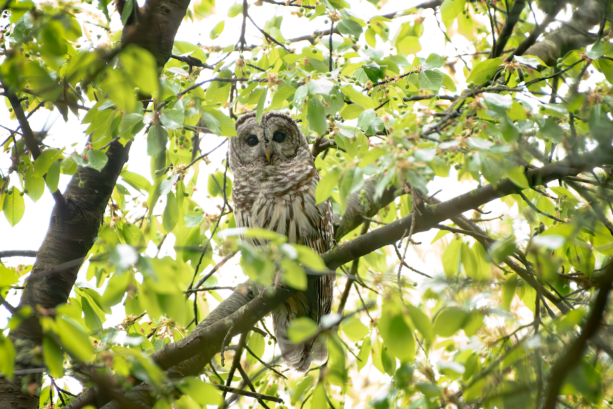 Barred Owl - ML618502981