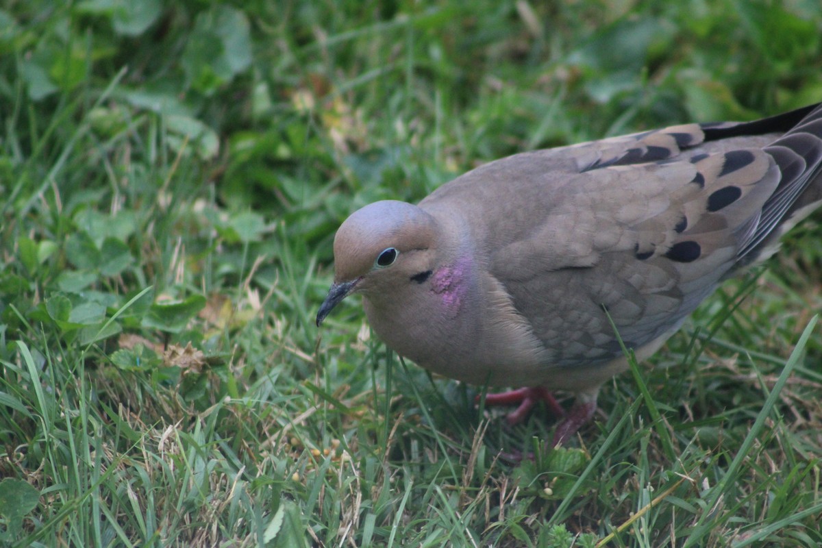 Mourning Dove - ML618503004