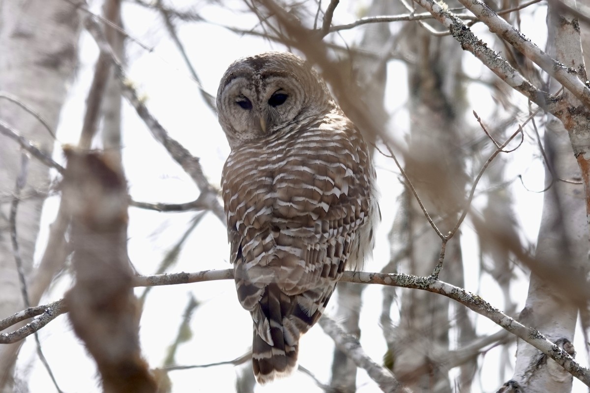 Barred Owl - Melanie McCarthy