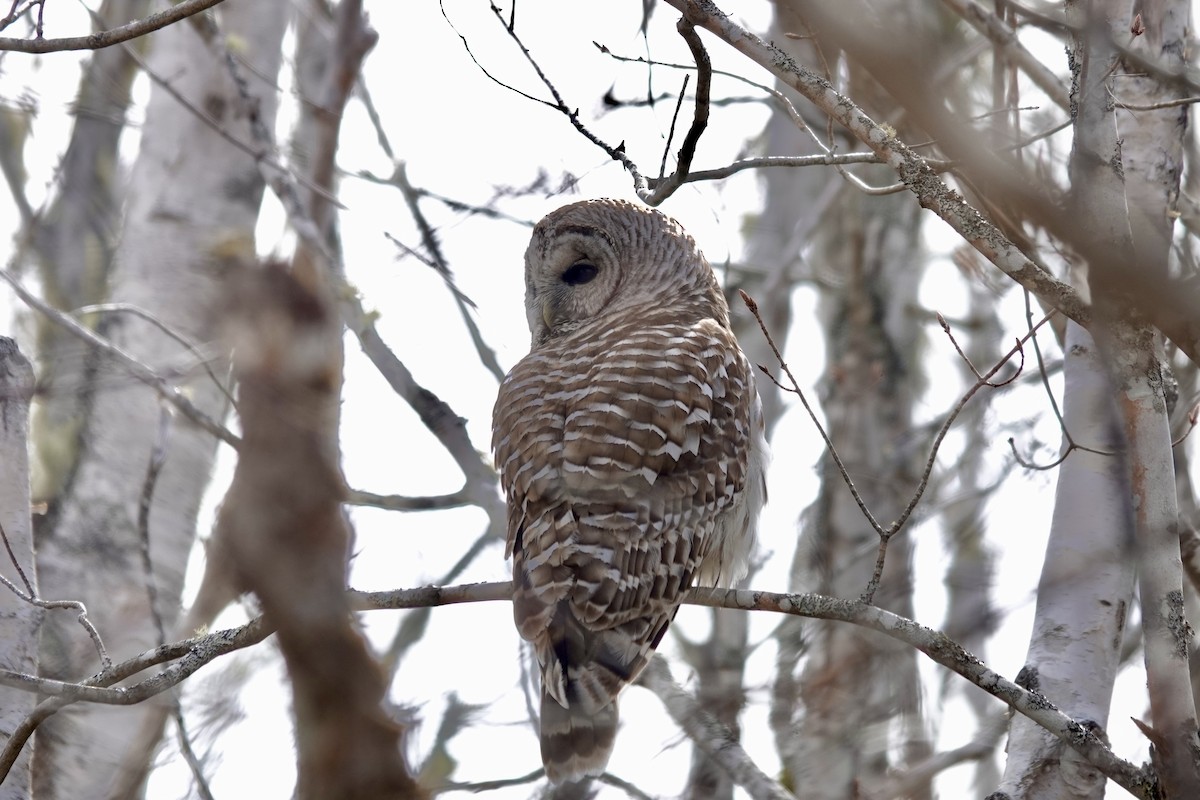 Barred Owl - ML618503016