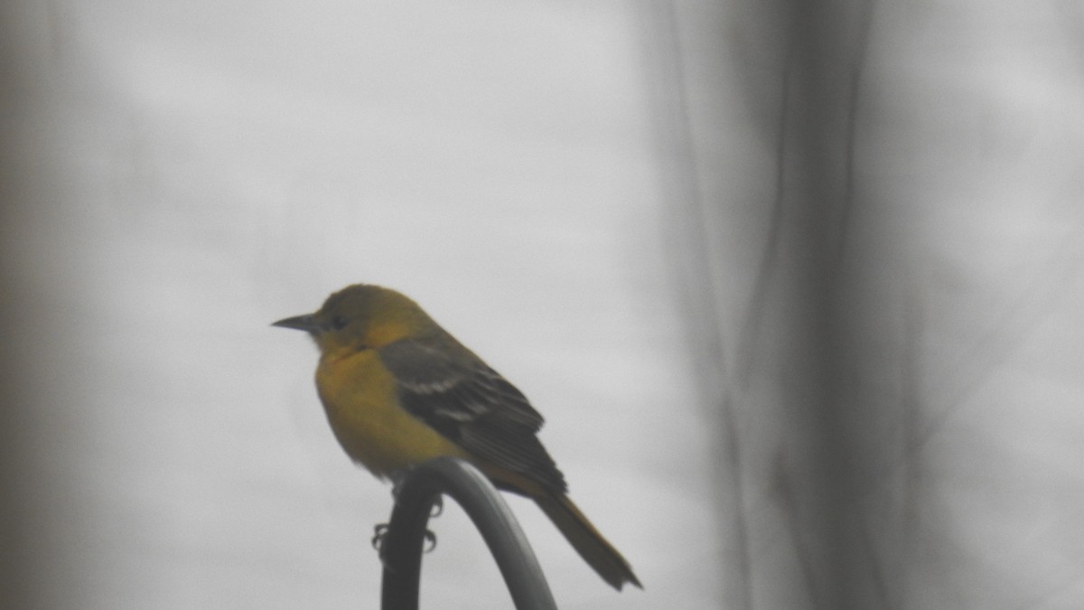 Orchard Oriole - Anca Vlasopolos