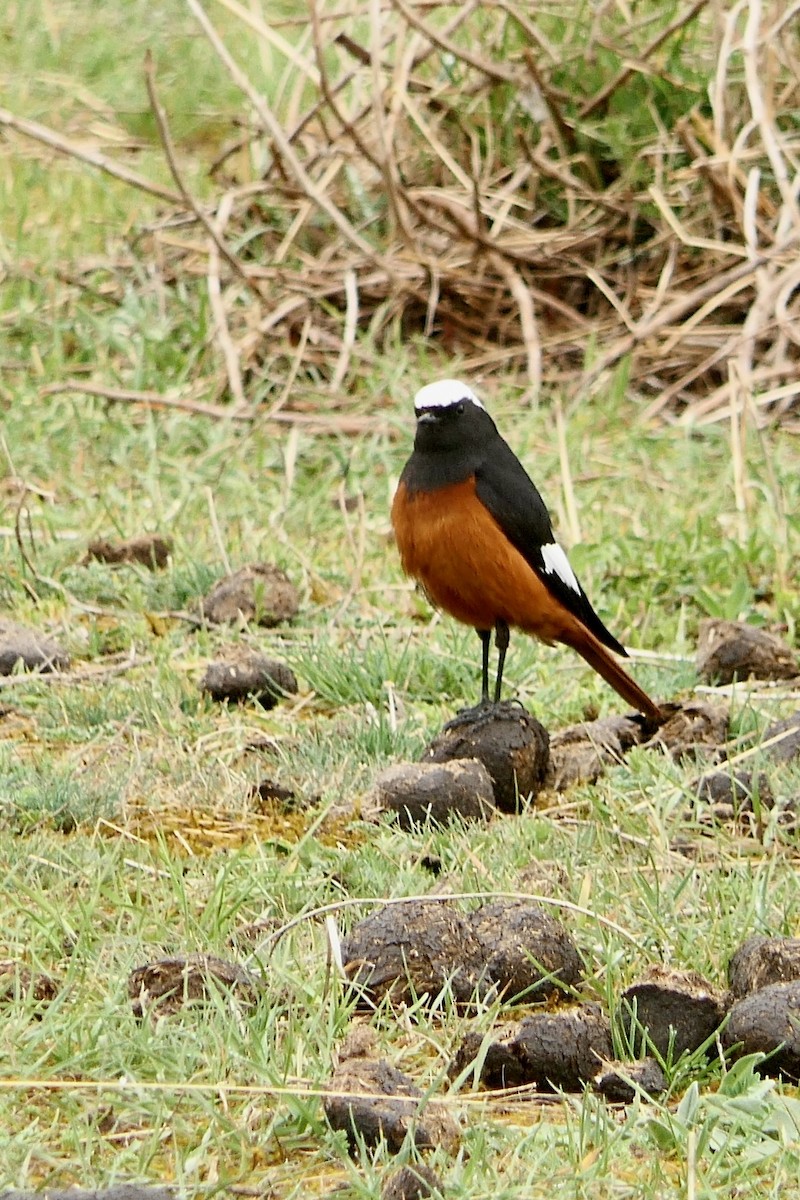 White-winged Redstart - ML618503023