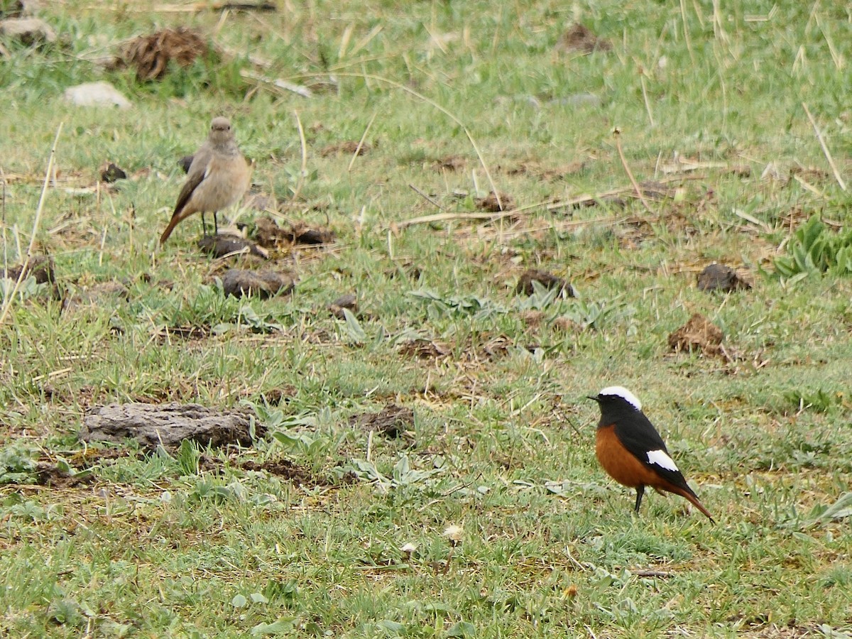 Rougequeue de Güldenstädt - ML618503026