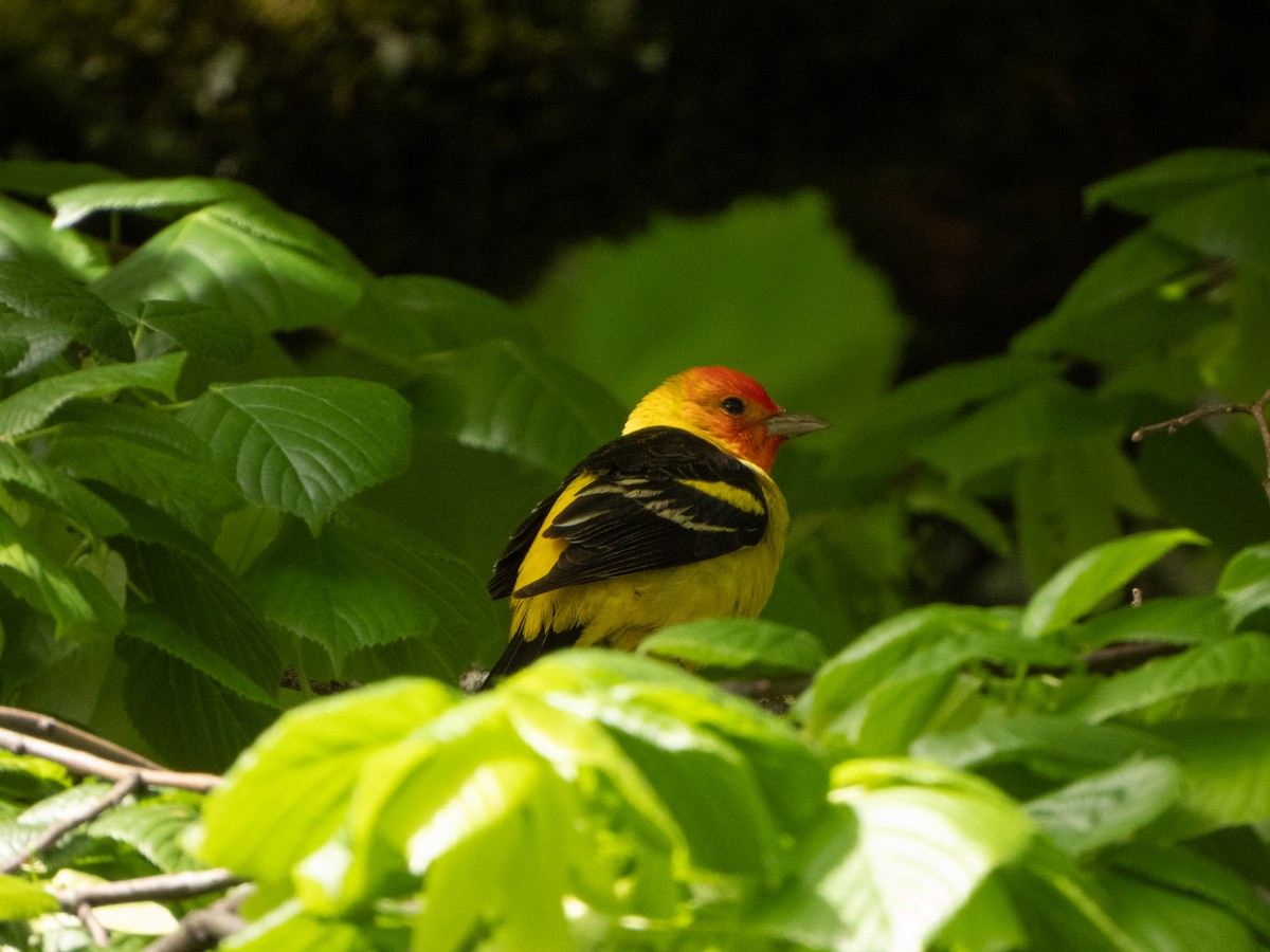 Western Tanager - ML618503032
