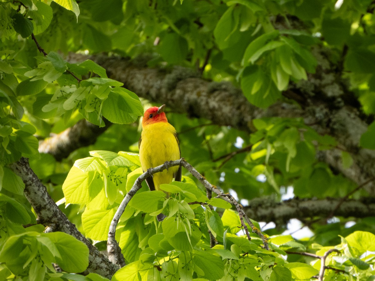 Western Tanager - ML618503033