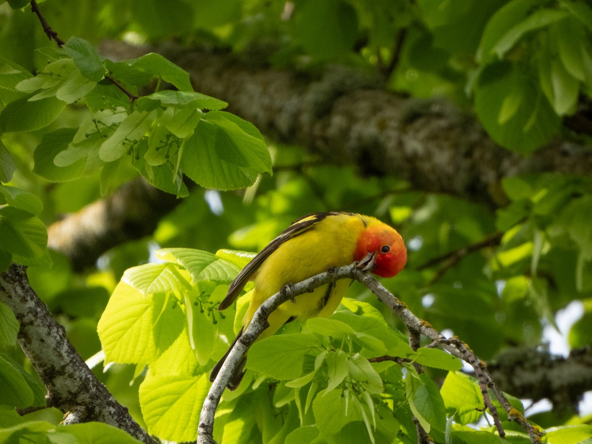 Western Tanager - ML618503034