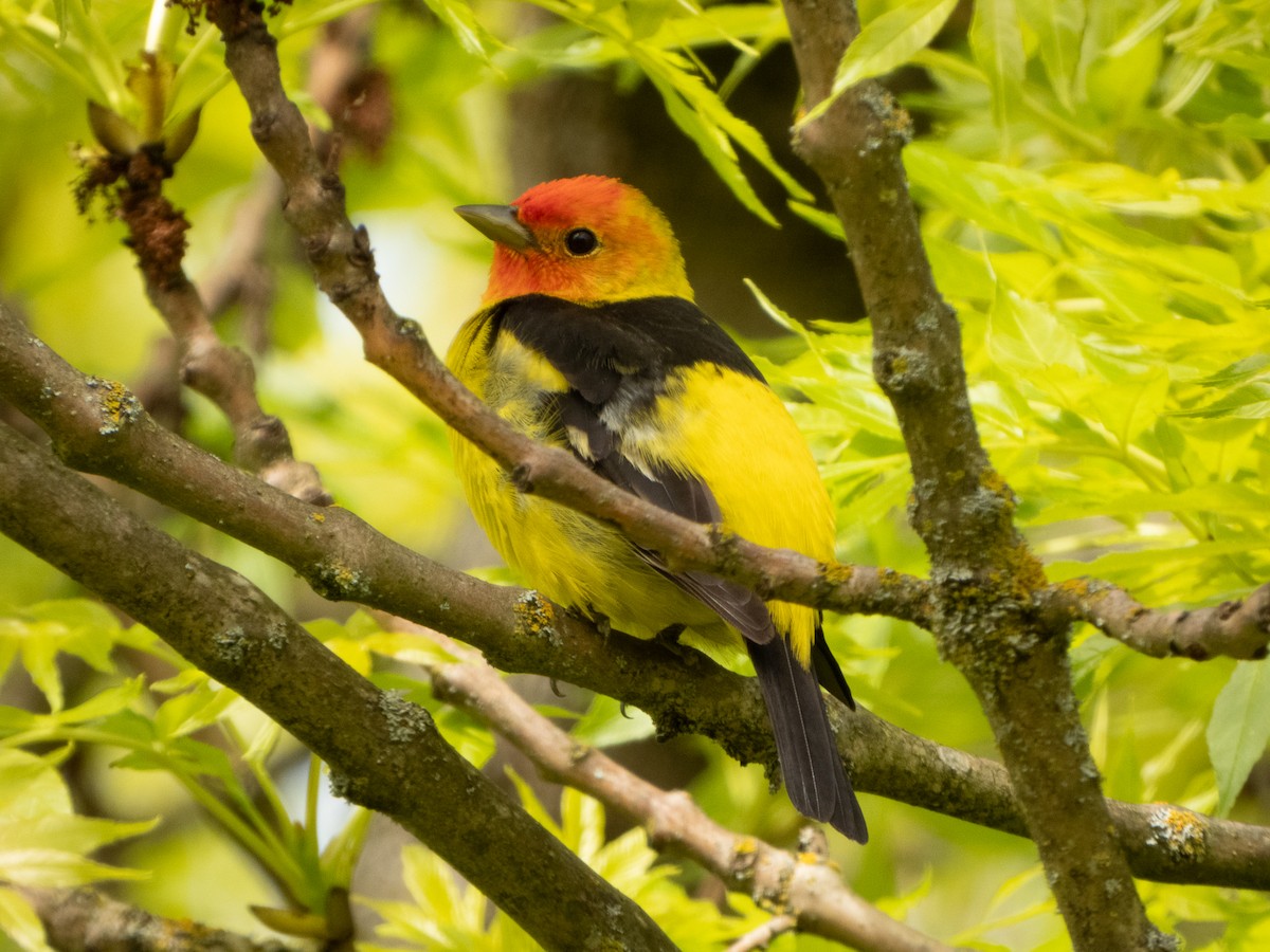 Western Tanager - ML618503035