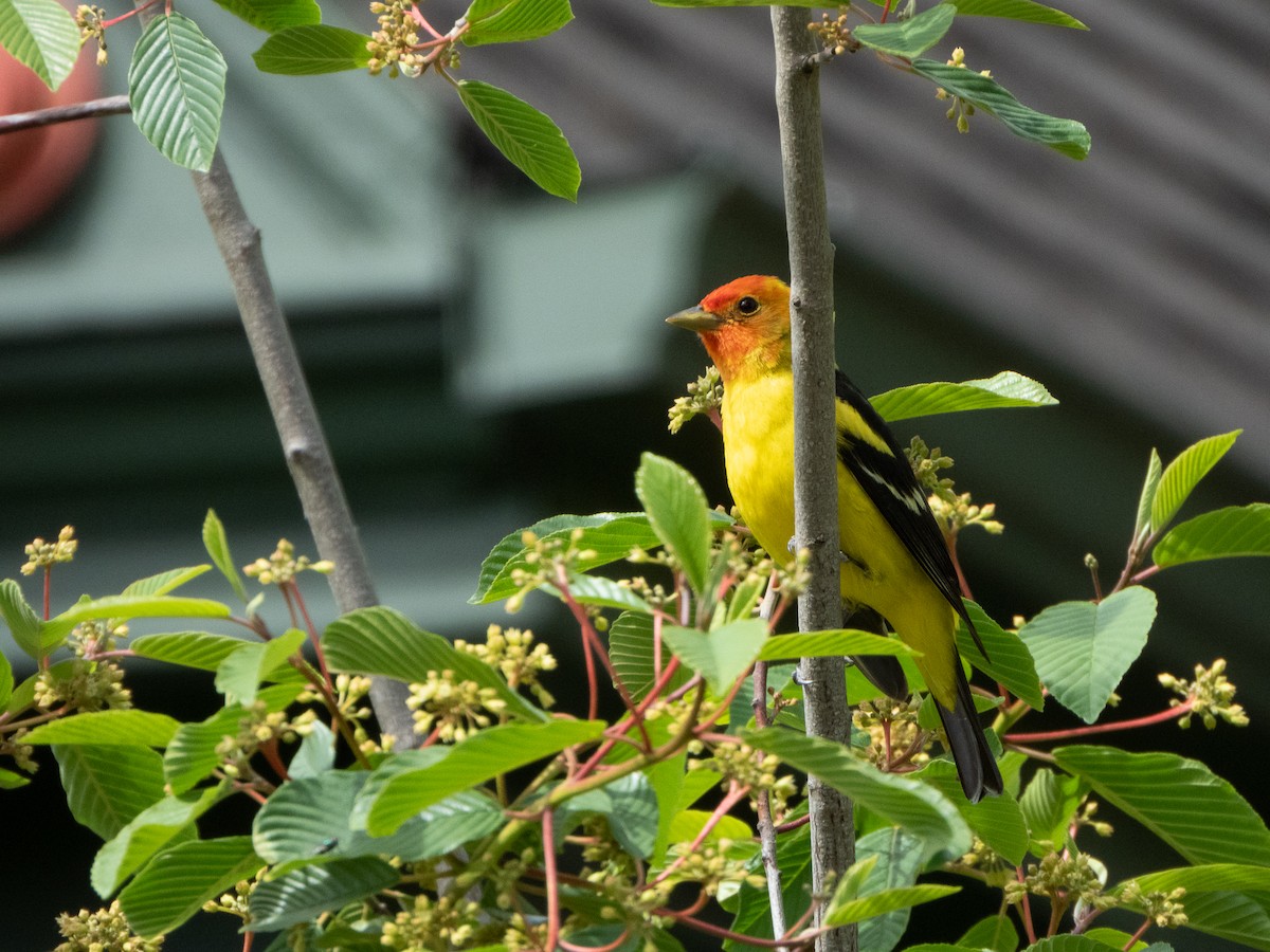 Western Tanager - ML618503036