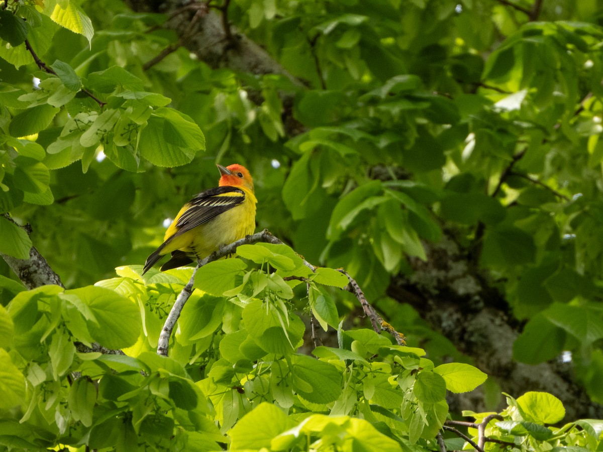 Western Tanager - ML618503037