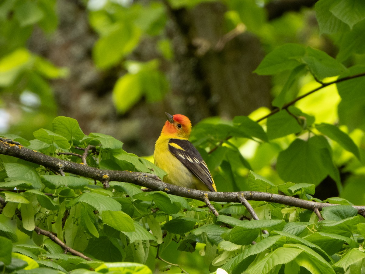 Western Tanager - ML618503039