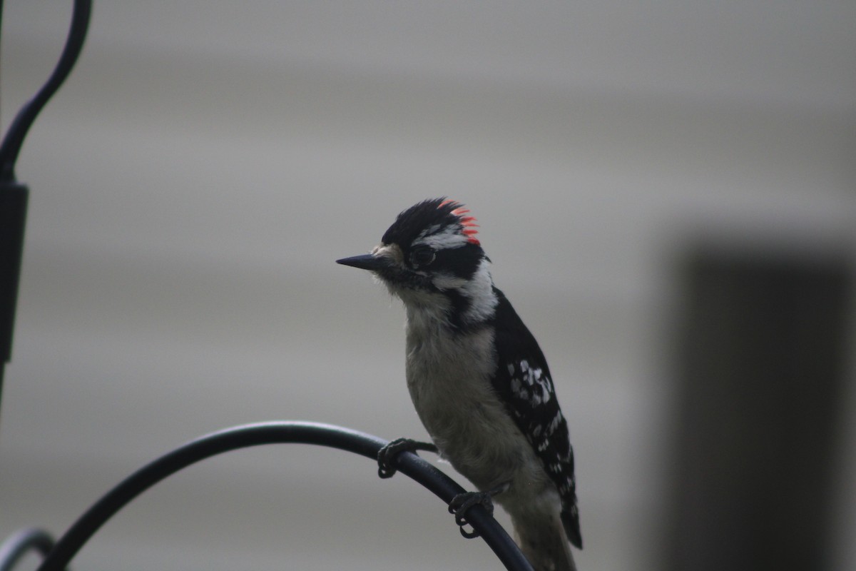 Hairy Woodpecker - ML618503042