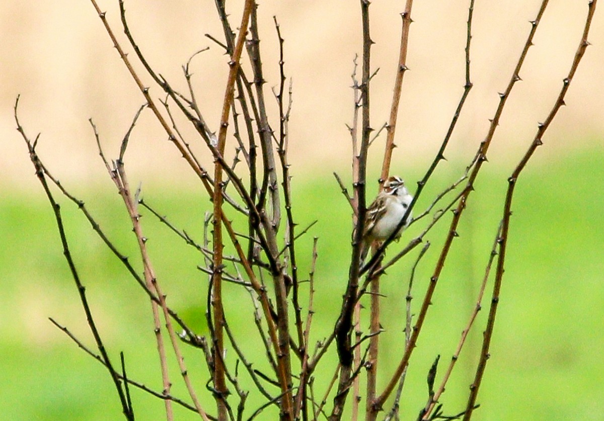 Lark Sparrow - Mike Cook